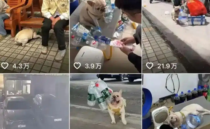 靠捡瓶子赚10万元的小狗，被“毒狗群”盯上！警方已正式介入