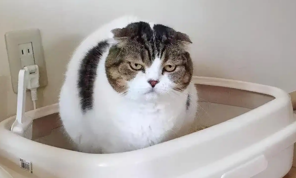 猫咪大便不成形是怎么回事