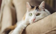 猫咪应激会诱发哪些身体疾病