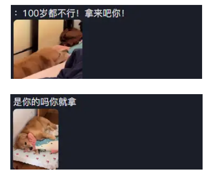 奶奶到家坐客误用狗枕头,金毛强行收回,奶奶当时都愣住了 奶奶到家坐客误用狗枕头,金毛强行收回,奶奶当时都愣住了