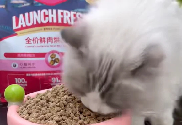 新手养猫选粮不再纠结!猫粮品牌启鲜让挑食怪也光盘 新手养猫选粮不再纠结!猫粮品牌启鲜让挑食怪也光盘