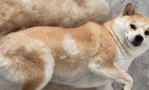 狗狗一直掉毛严重怎么办