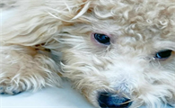 狗犬瘟热用什么药治疗有效