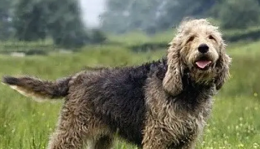 性格和蔼的奥达猎犬，你了解吗？