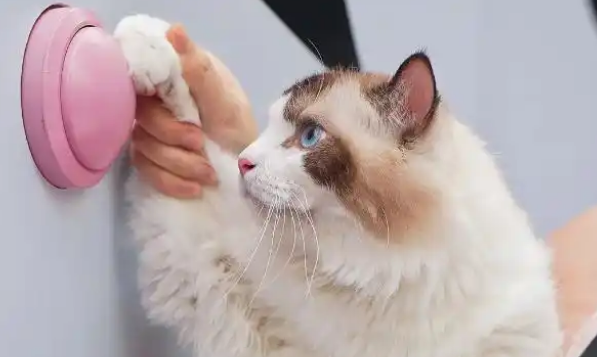 从独揽流浪猫狗吃住 到直播间豪赠2吨物资 动物救助迎全民共创时代