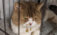 天然猫砂怎么选？巧宠无化学添加，敏感猫咪安心之选