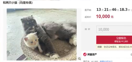 一公司负债倒闭，5只“猫咪员工”将被法拍还债