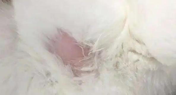 猫咪掉了一块毛是为什么