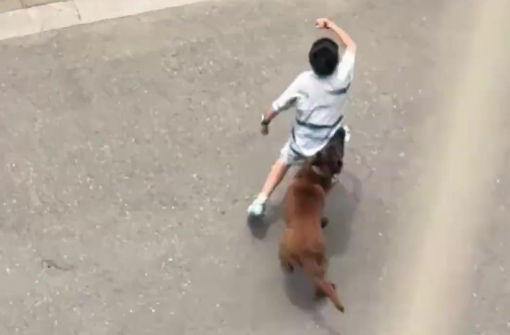 男童被狗狂追，脸都吓白了，妈妈气愤不已！