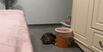 狸花猫掉下床后教科书级化解尴尬，顺势一躺惊呆主人