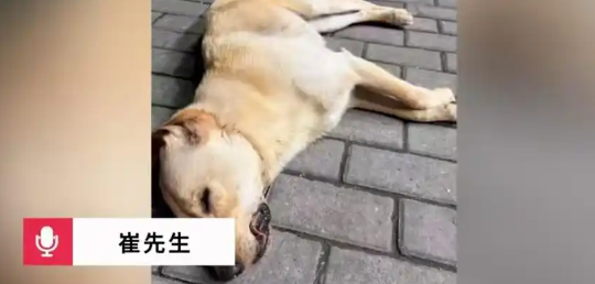 男子骑车用毒针射杀家犬，狗狗求救未果不幸身亡