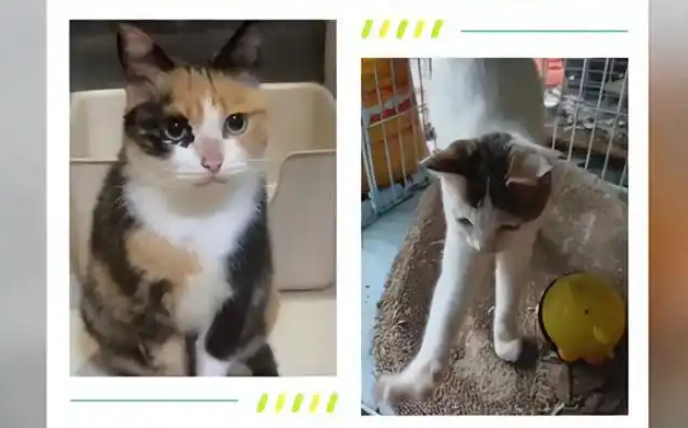弄丢了无偿领养的2只猫，上海小伙被索赔2万！