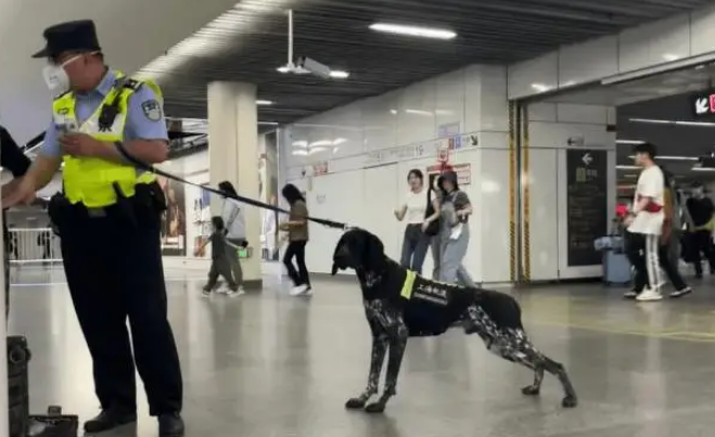 男子上班坐地铁，看见一只“一眼万年”的地铁警犬，太飒太帅气了