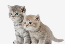 奶猫大量掉毛露出粉色皮肤，是皮肤病吗？