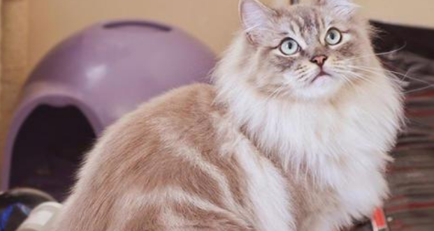 买什么猫好：晚熟却最健康容易养活的猫——褴褛猫