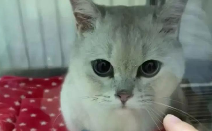 公猫尿频且有粉红色是什么原因