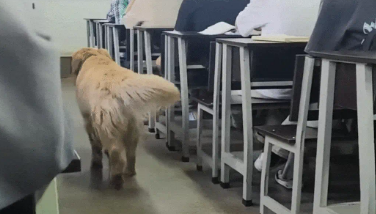 金毛学校巡视顺便听了节课，不吵不闹显学霸风范