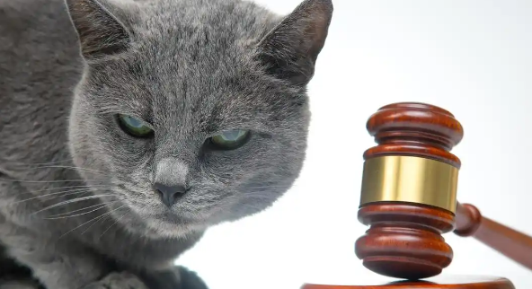 猫狗厮打，狗主人制止被猫抓伤！起诉猫主人索赔，判了