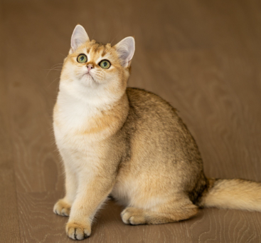 猫咪嘴巴有小黑点是怎么回事 猫咪嘴巴有小黑点是怎么回事