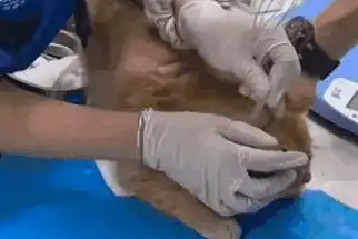 高速遗弃：白狗橘猫的相依与重生