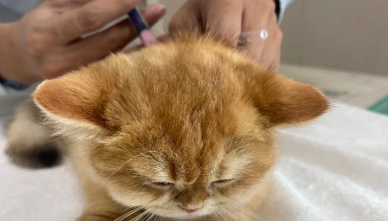 小猫被送医治疗后，凭一己之力团灭整个动物医院