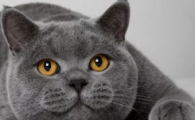 猫咪经常甩头是不是耳朵不舒服？