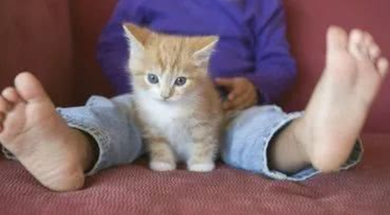 猫咪便秘能用食疗缓解吗？
