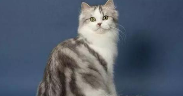 买什么猫好：晚熟却最健康容易养活的猫——褴褛猫