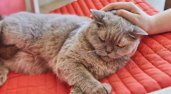 猫咪掉毛严重局部秃毛是什么病症