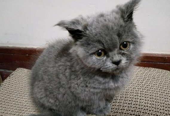 自从女孩买了一只折耳蓝猫后,噩梦就开始了 自从女孩买了一只折耳蓝猫后,噩梦就开始了
