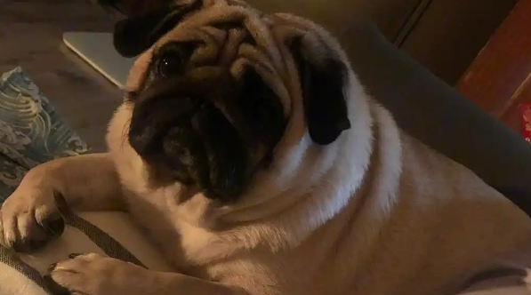 犬瘟初期抽搐像打嗝是为什么