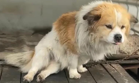 狗狗抽搐站立不稳怎么办