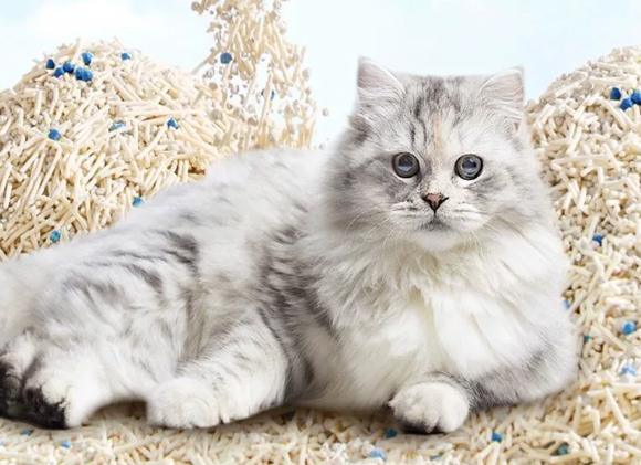 新手养猫猫砂推荐哪种？盘点哆哥喵植物酵素混合猫砂的安心养护力