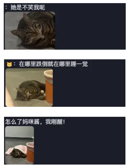 狸花猫掉下床后教科书级化解尴尬，顺势一躺惊呆主人