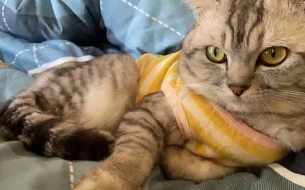 猫腹水产生的原因有哪些 猫腹水产生的原因有哪些
