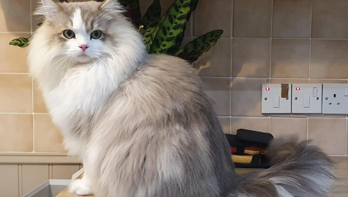 褴褛猫：一种与布偶猫有渊源的甜美猫咪