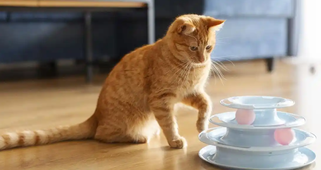 猫咪拉黑色的便便是猫瘟吗
