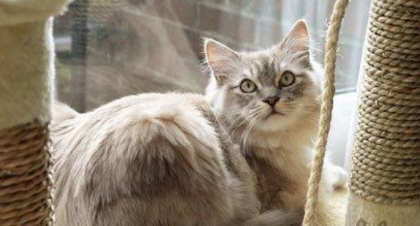 买什么猫好：晚熟却最健康容易养活的猫——褴褛猫