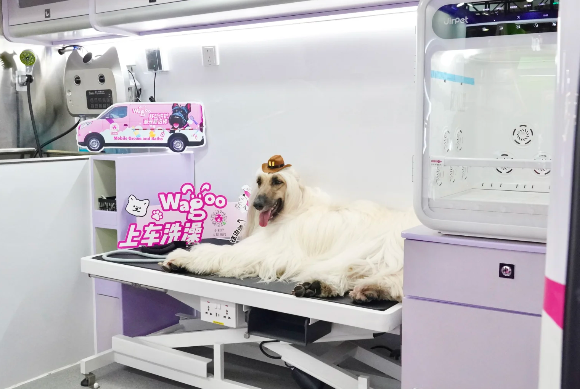 宠物经济下半场,哇咕wagoo首创的“车轮上的宠物店”模式究竟是什么? 宠物经济下半场,哇咕wagoo首创的“车轮上的宠物店”模式究竟是什么?