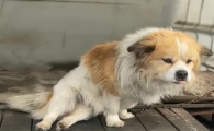 狗狗抽搐站立不稳怎么办