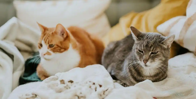 猫咪换牙期会出现哪些不适症状 猫咪换牙期会出现哪些不适症状