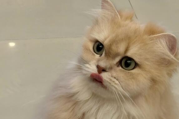 猫咪掉牙后易引发口腔疾病吗? 猫咪掉牙后易引发口腔疾病吗?