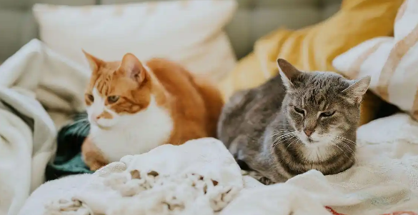 猫咪肠胃敏感换季总拉稀如何养护 猫咪肠胃敏感换季总拉稀如何养护