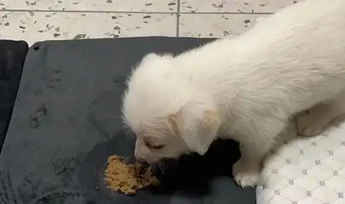 狗狗吐狗粮怎么治疗 狗狗吐狗粮怎么治疗