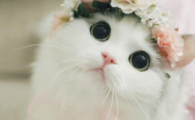 猫咪看见小鸟为什么会长嘴巴? 猫咪看见小鸟为什么会长嘴巴?