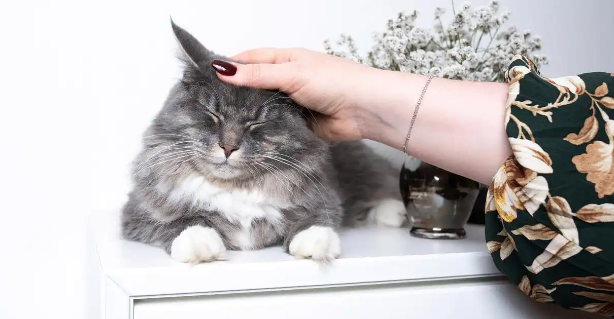 猫咪耳朵瘙痒有黑褐色污垢怎么办