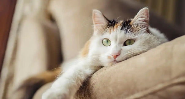 猫咪眼角泪痕厚重，怎样才能有效改善根除