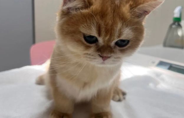 小猫被送医治疗后，凭一己之力团灭整个动物医院