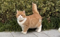 冻干猫粮哪个好？一统江湖全期全价配方，成猫幼猫必吃