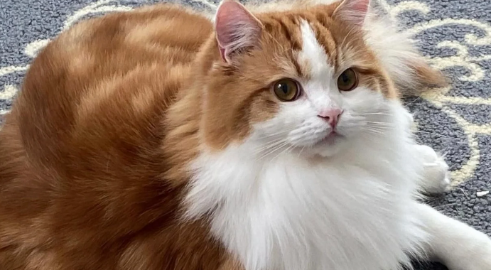 褴褛猫：一种与布偶猫有渊源的甜美猫咪